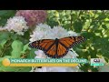 A Q and A about Monarch butterflies