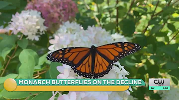 A Q and A about Monarch butterflies