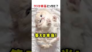 【何問正解できる？】ウソか本当どっちだ！？ part90 #ショート #クイズ #shorts #猫 #かわいい #cat #funny