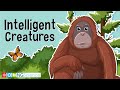 Animal Intelligence and Communication Skills