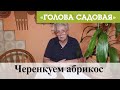 Голова садовая - Черенкуем абрикос