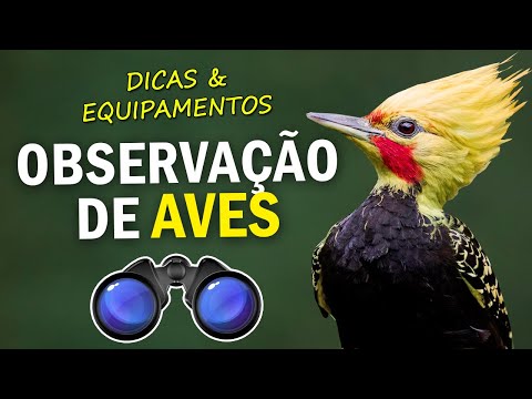 Vídeo: Guia Para Iniciantes Na Observação De Pássaros