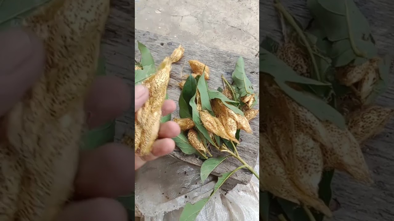 KEPOMPONG ULAT SUTRA EMAS 