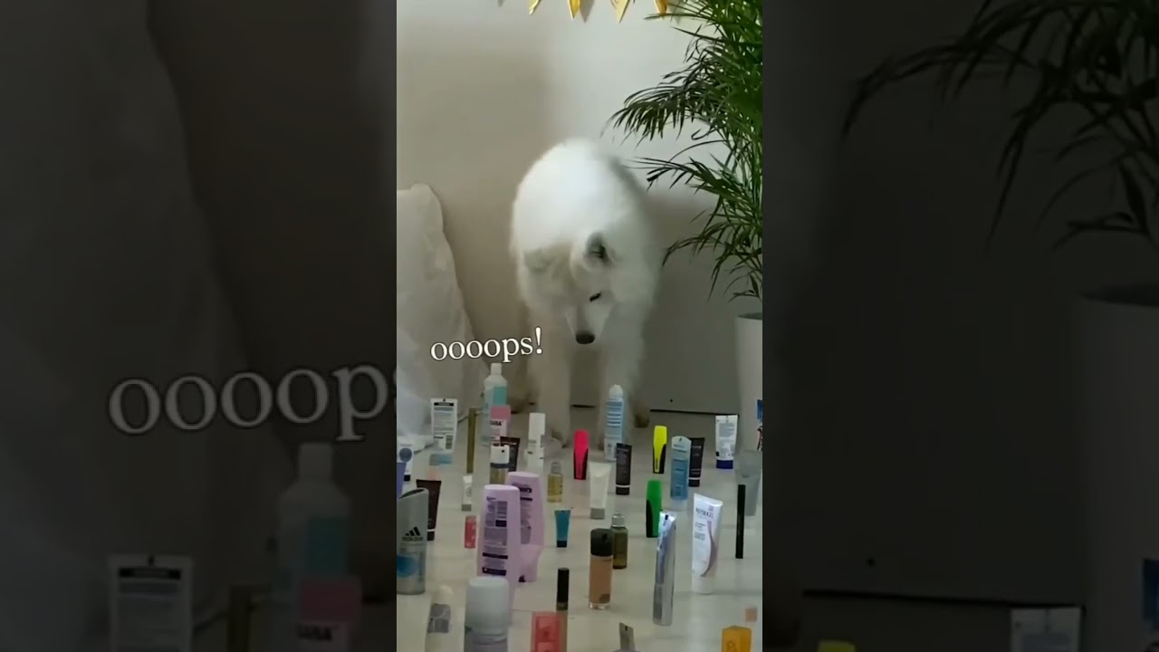 New dog training technique 😲 