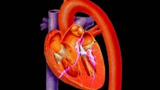 The  Heart's electrical system