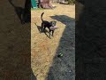 @gunnerthecharcoallab4: sh*t I shouldn't have 🤣 #dog #dogvideos