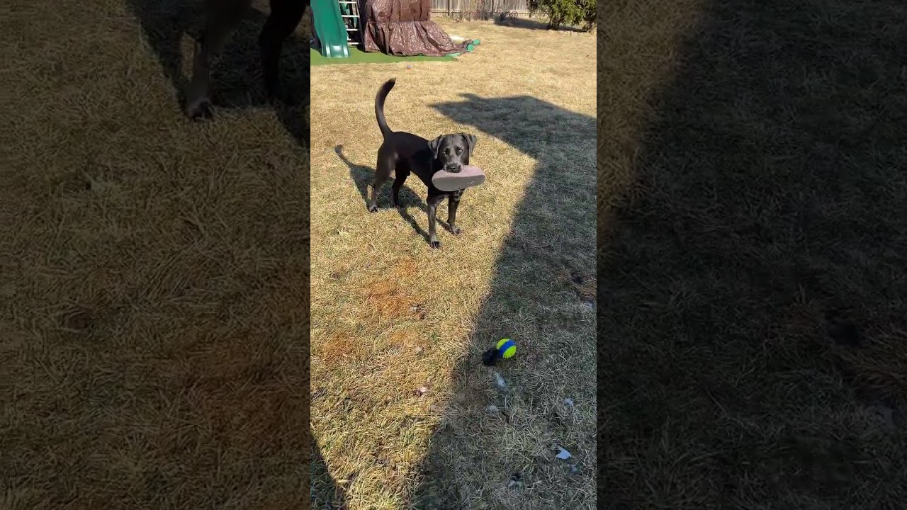 @gunnerthecharcoallab4: sh*t I shouldn't have 🤣 