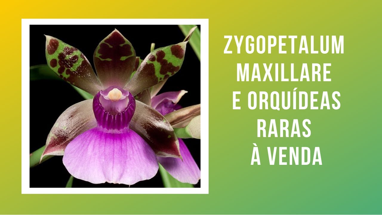 Flor do espirito santo - Orquídea Peristéria elata - thptnganamst.edu.vn