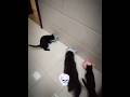 Cat S Can T Insane Drift Cat Shorts 