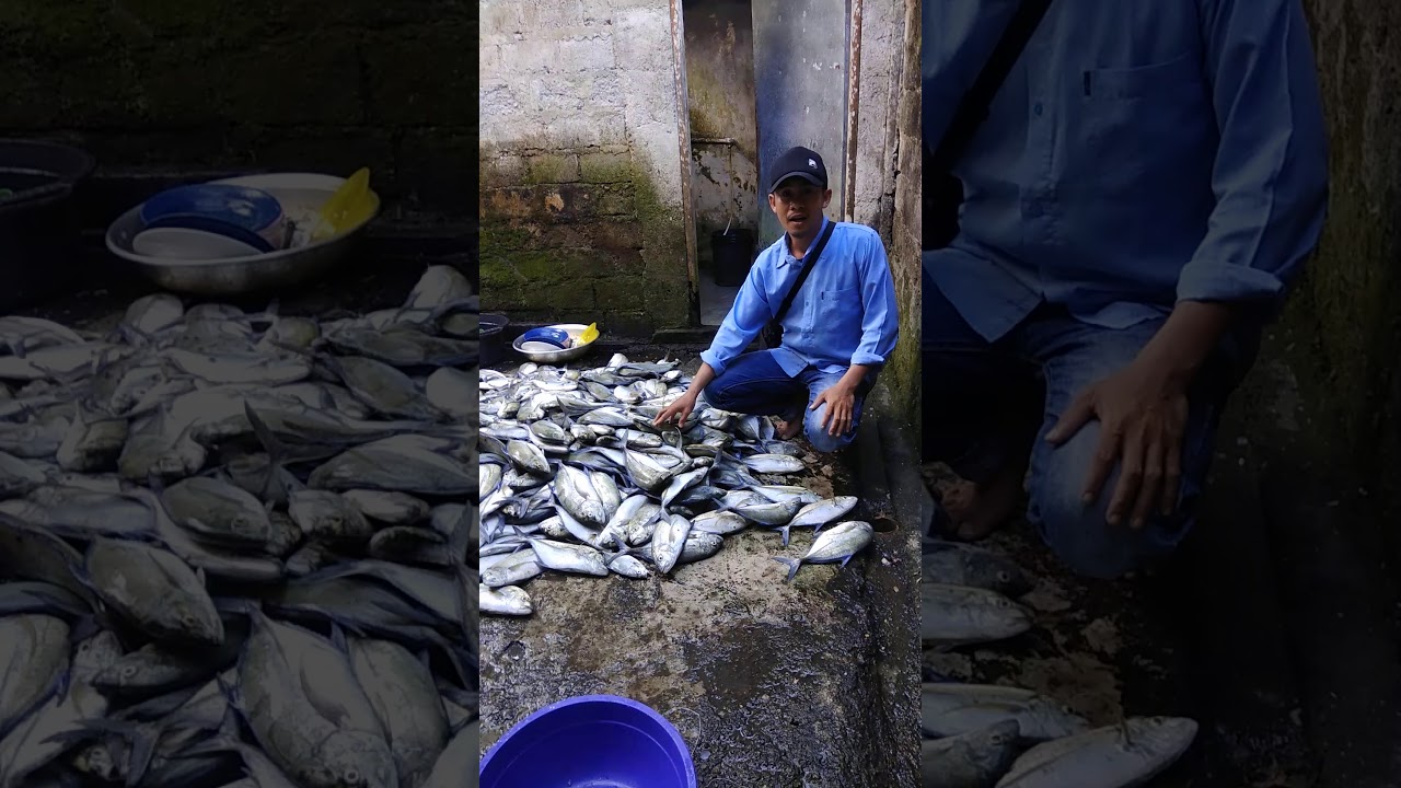 Ikan Pelagis jenis gabui Hasil tangkapan Nelayan - YouTube