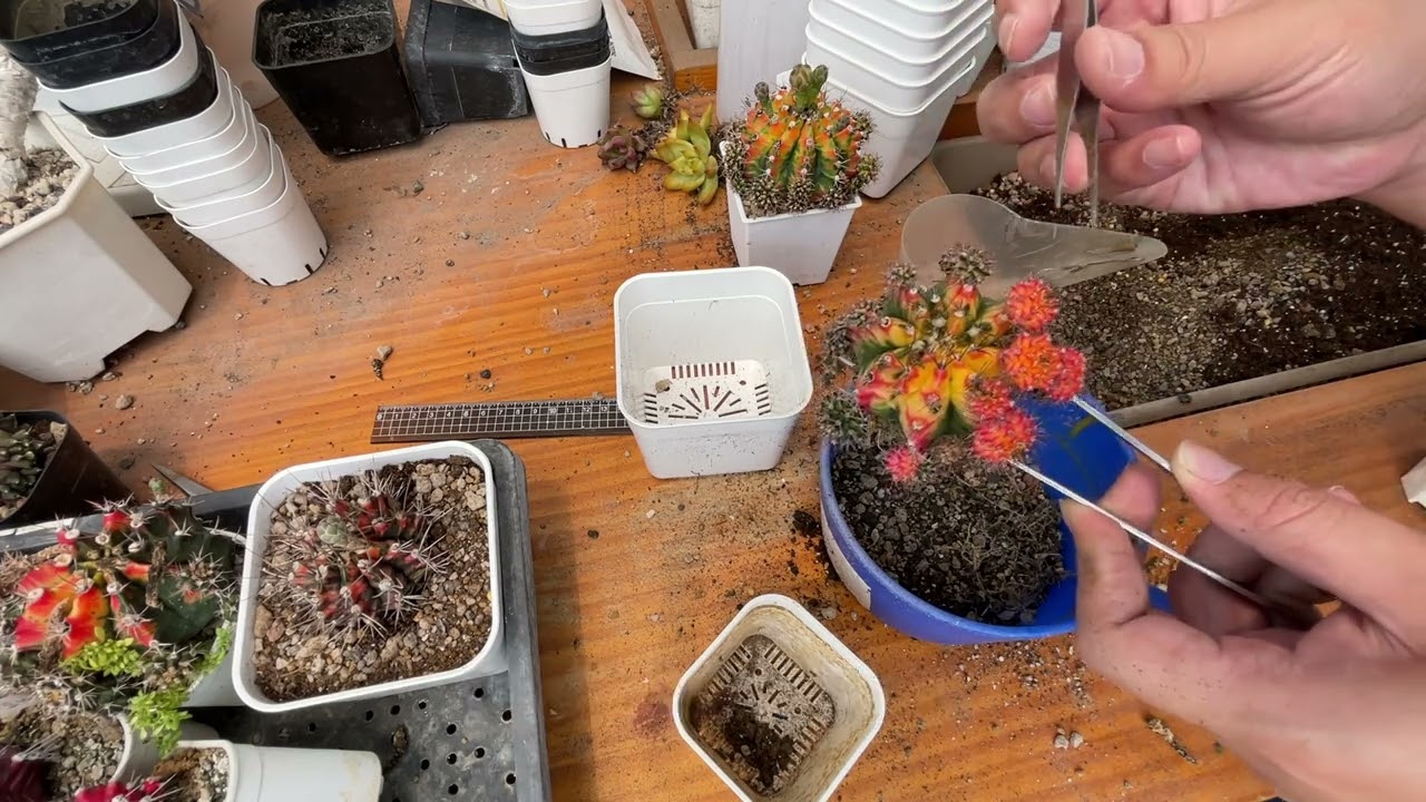 老闆與緋牡丹翠晃冠的錦上添花 【 MC多肉園 】MC Succulent plant Vlog