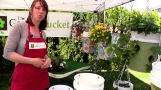 How to Plant an Upside Down Tomato