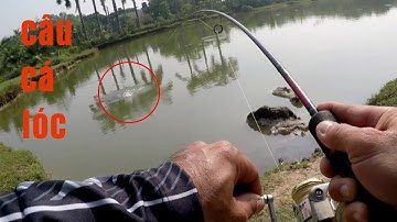 Câu Lure Cá Lóc ● Video Tổng Hợp Câu Cá Lóc Bằng Cá Sắt . P1 / snakehead fish | Tâm Râu Vlog #139