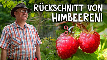 Wie düngt man Himbeeren?