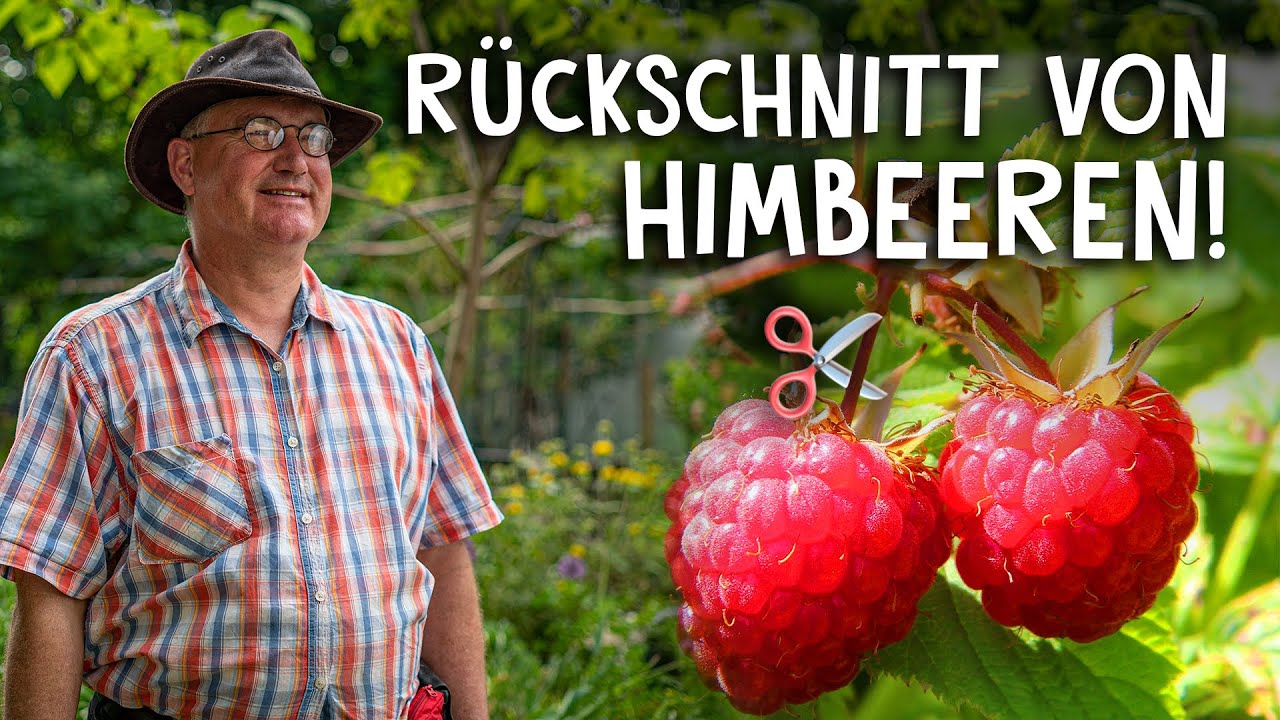 Himbeeren pflanzen: So klappt’s (Anleitung)