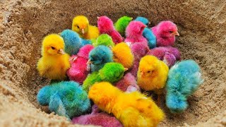 color color chicks,color chicken chick,color colour chicks,chick color ,chicks dyed colors