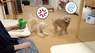 愛犬とワニワニパニックしようとしたら何故か喧嘩っぽくなってしまいました...【トイプードル】