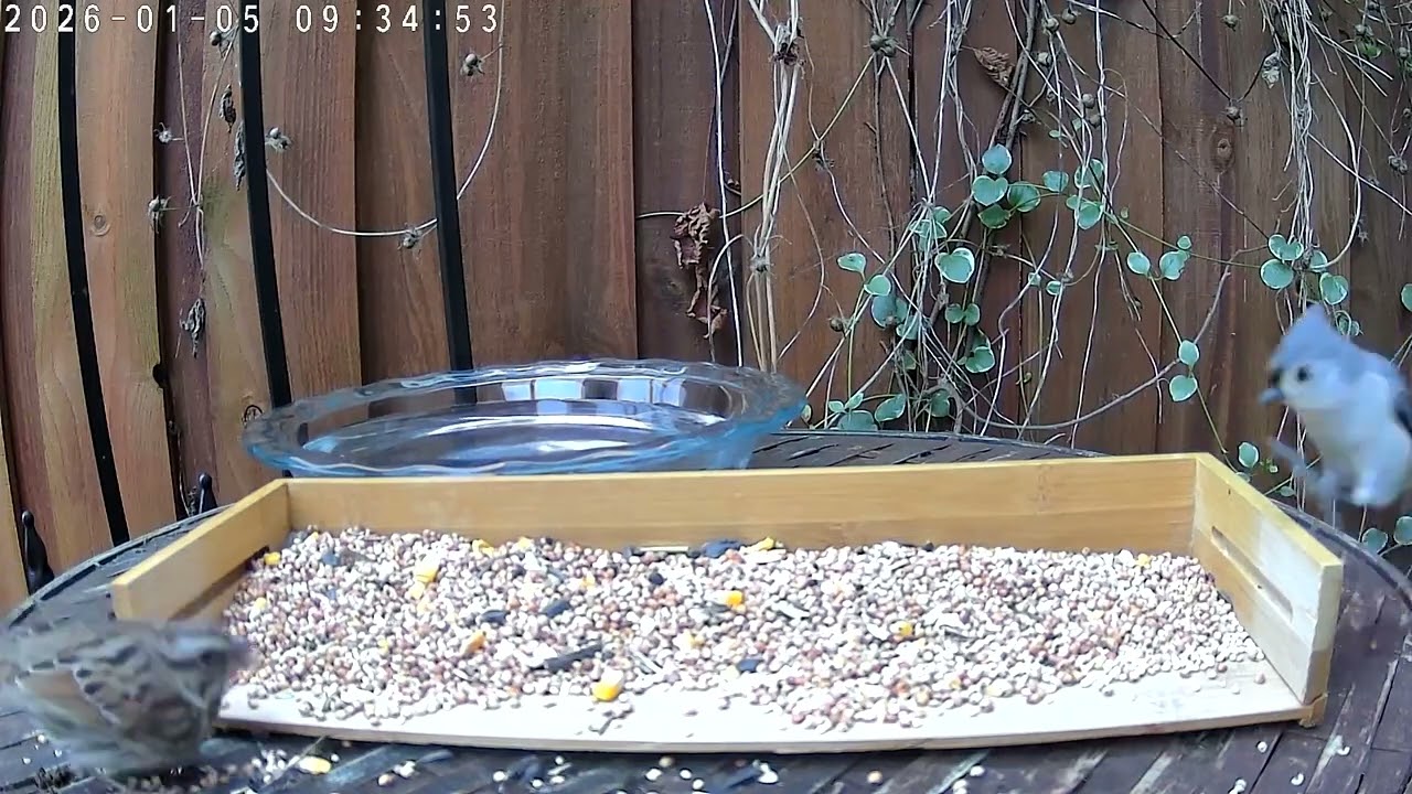 Multiple birds at a table tray feeder