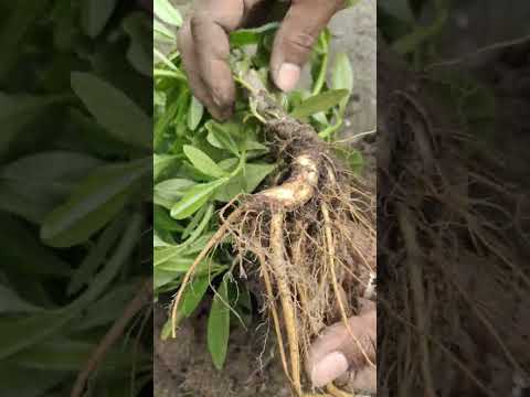Video: Bagaimana untuk menyimpan batang akar ginseng?