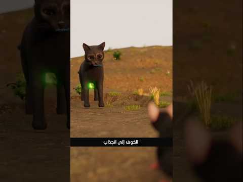هذا الطفيلي يجعل الفئران تحب القطط