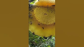 Lấy mật 🐝 ruồi ở trong lùm cây #shorts