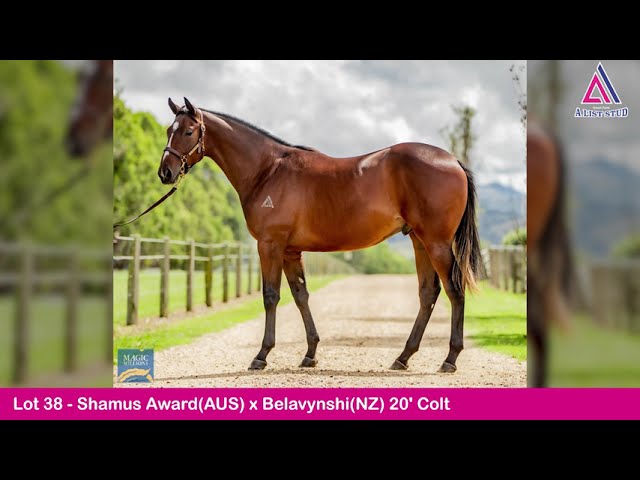 Lot 38-Shamus Award (AUS)xBelavynshi (NZ)20' Colt-2022 Adelaide Yearling Sale by Magic Millions