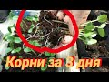 КАК УВЕЛИЧИТЬ КОРНИ РАССАДЫ СРАЗУ В ПЕРВЫЕ 3 ДНЯ