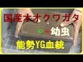 国産オオクワガタ　能勢YG血統　マットにいる幼虫の取り出し動画 Beetle or stag beetle videos