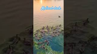 domestic duck(mallard)pawapuri #naturelovers #feed #song #love #shorts #ytshorts #youtubeshorts