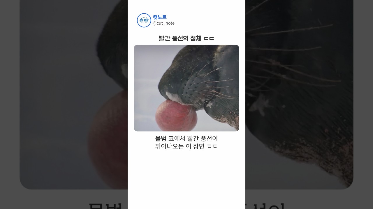 물범 코에서 빨간 풍선이 튀어나오는 이유 ㄷㄷ