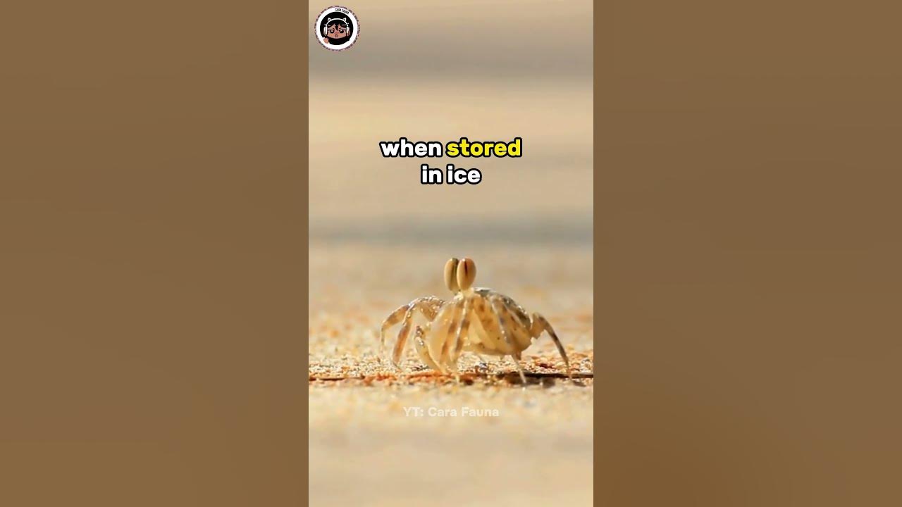 do-crabs-feel-pain-when-boiled-alive-shorts-animals-crab-youtube