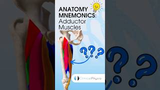 Adductor Muscles Anatomy Mnemonic #anatomy #mnemonics screenshot 2