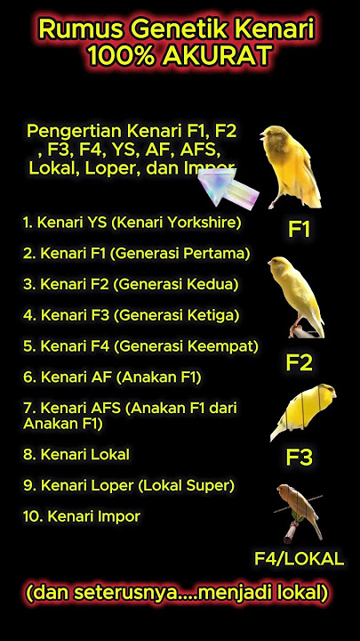 Pengertian Kenari F1, F2, F3, F4, YS, AF, AFS, Lokal, Loper, dan Impor #kenari