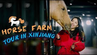 Visiting China's largest exhibit base for AkhalTeke horses in Xinjiang