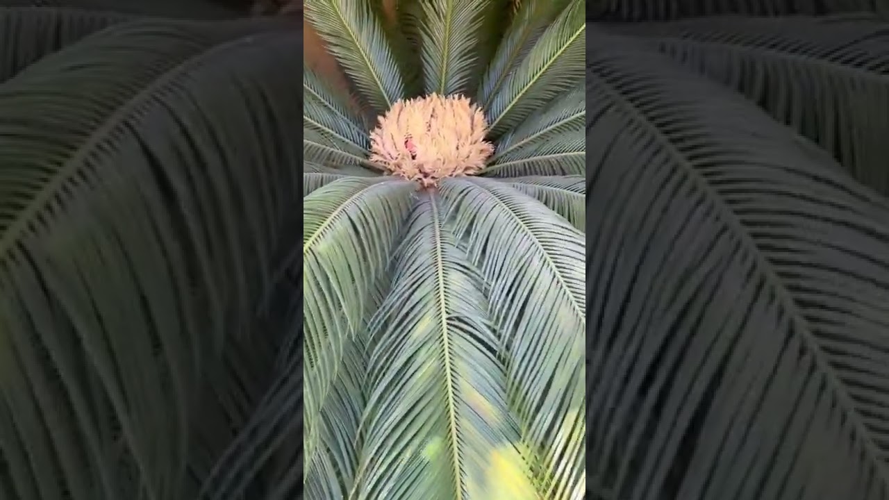 Vlog 295: # beautiful  palm tree 🌴 @Mommy Dorie Vlogs