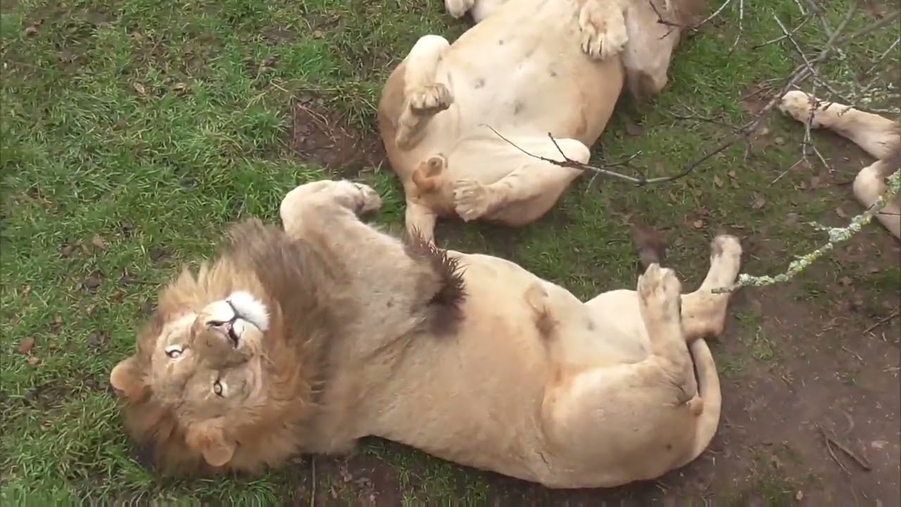 Львы ХВАЛЯТСЯ пузиками в крымской САВАННЕ! Парк львов ТАЙГАН ❤️ 