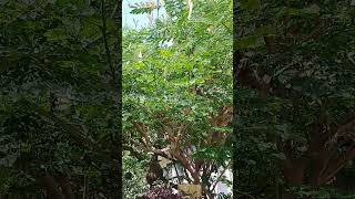 Birds 😍 | #nature #trending #viral #shorts #garden #naturelovers #greenliving #ytshorts