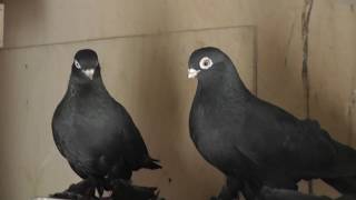 болезнь голубей ПАРАМИКСОВИРУС болезнь голубей ПАРАМИКСОВИРУС