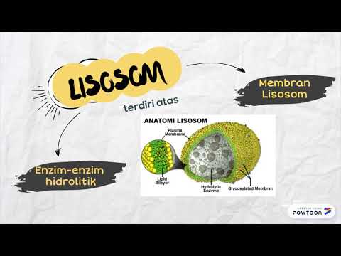 Video: Apa Itu Lisosom