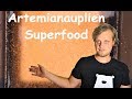 Artemianauplien als Superfood - Ansatz und Fütterung meiner Fische