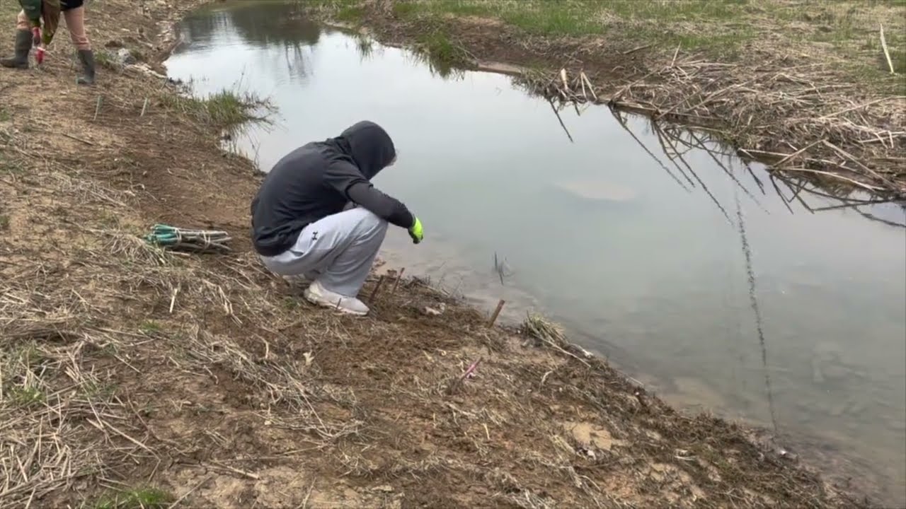 How to Live-Stake Technique