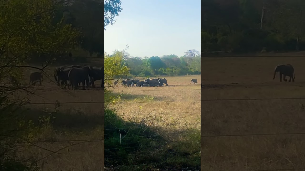 Sokoke Wildlife Clips | Rare Wildlife Encounters