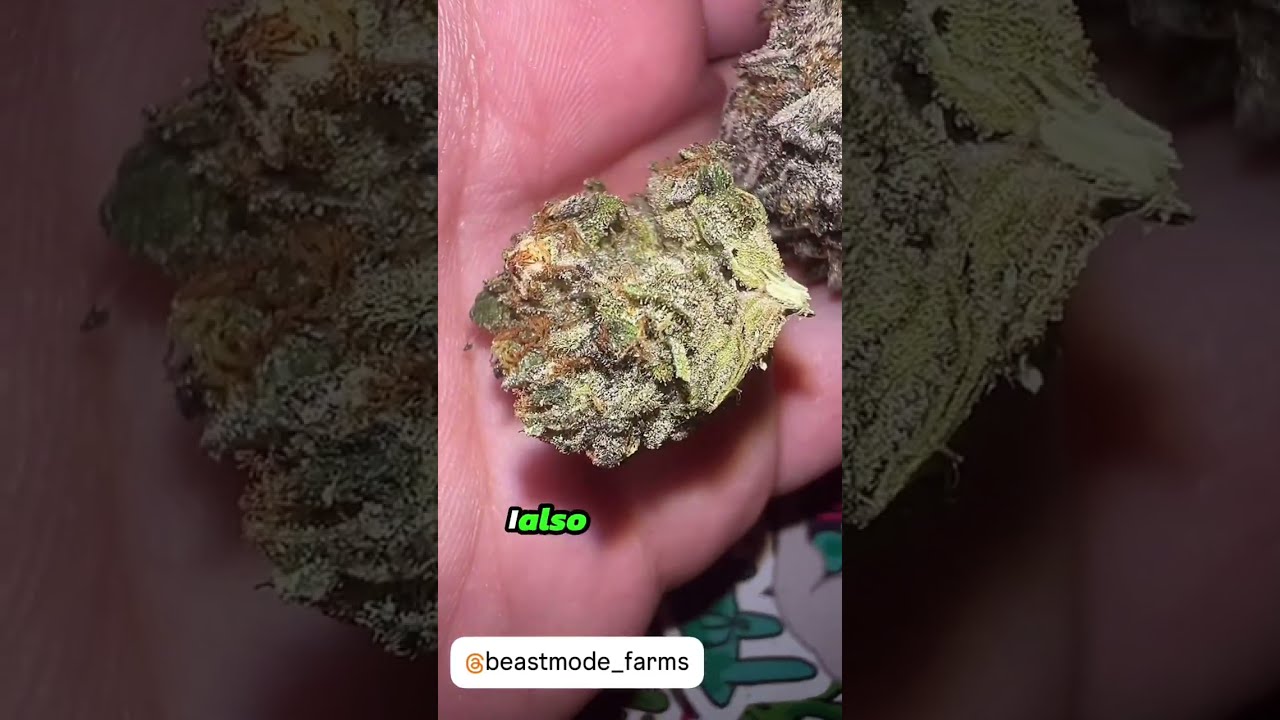 Zangria - Beast Mode Farms