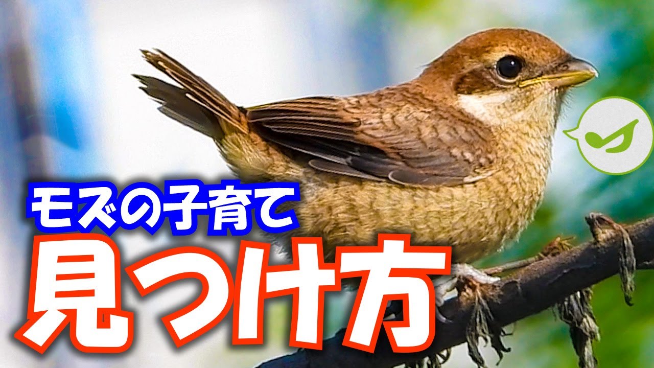 0425c 捕食者モズ親子 巣立ち雛の鳴き声 野鳥に食べられるスズメの鉄砲 最後のヒドリガモ カワラヒワと毒草トウダイグサ オナガの飛翔 Youtube