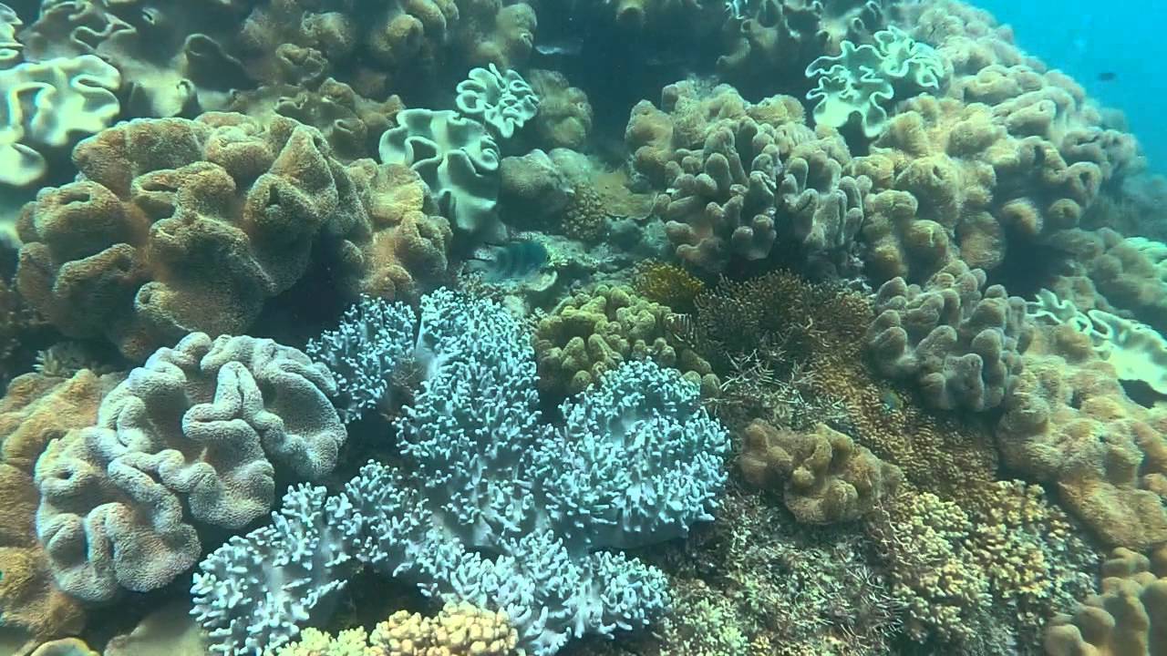 GoPro Scuba dive Great barrier reef YouTube