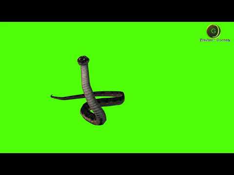 Snake Green Screen HD