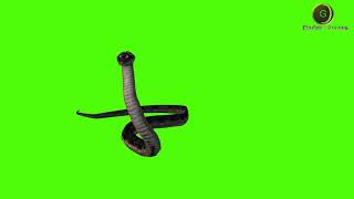 Snake Green Screen HD