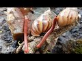 Discovering a unique millipede colony crawling together with a snail family #uniquespecies #insects