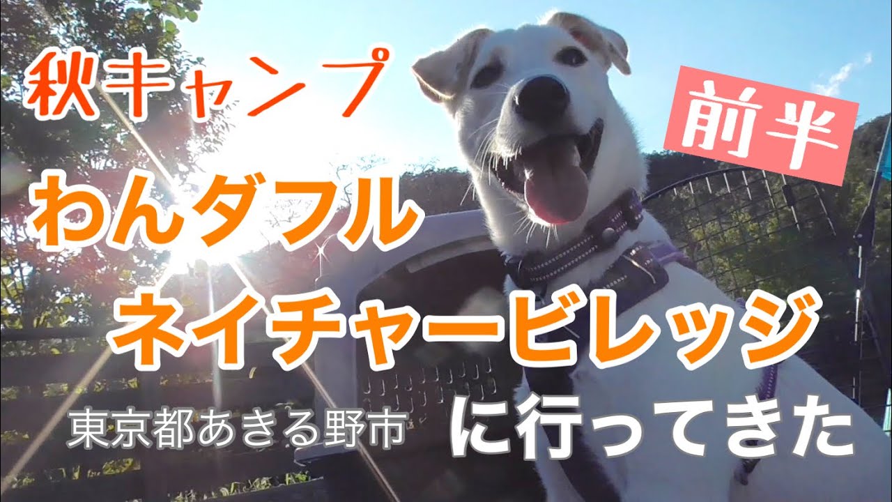秋キャンプ わんダフルネイチャービレッジ 東京都あきる野市 へ行ってきた 前半 元保護犬ロキ Youtube 秋キャンプ わんダフルネイチャービレッジ 東京都あきる野市 へ行ってきた 前半 元保護犬ロキ Youtube