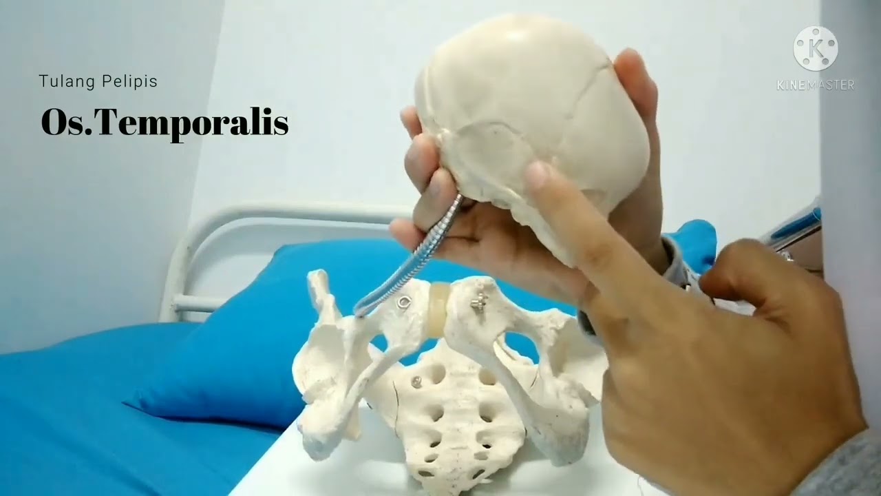 Anatomi panggul, kepala bayi dan mekanisme persalinan normal